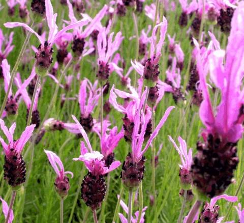 Lavandula ssp 'Pedunculata' (Papillon)