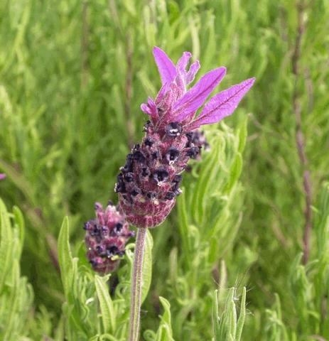 Lavandula stoechas