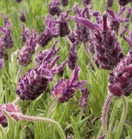 Lavandula stoechas 'Helmsdale'