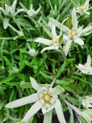 Leontopodium alpinum