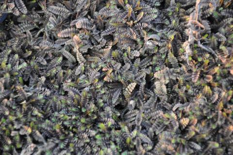 Leptinella squalida 'Platt's Black'