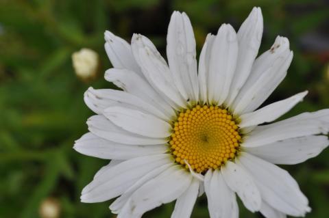 Leucanthemum hybride 'Alaska'