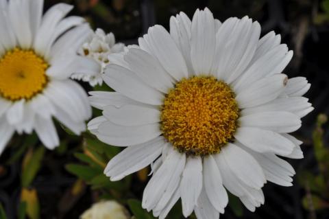 Leucanthemum hybride 'Dwarf Snow Lady'