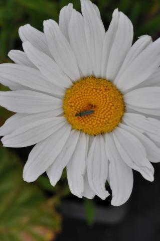 Leucanthemum hybride 'Etoile d'Anvers'