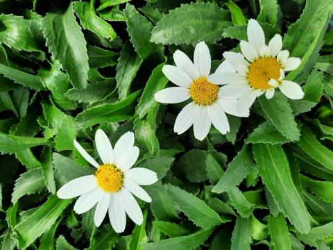 Leucanthemum hybride 'Snowcap'