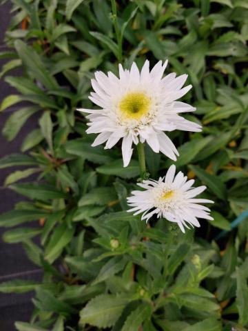 Leucanthemum hybride 'Wirral Supreme'