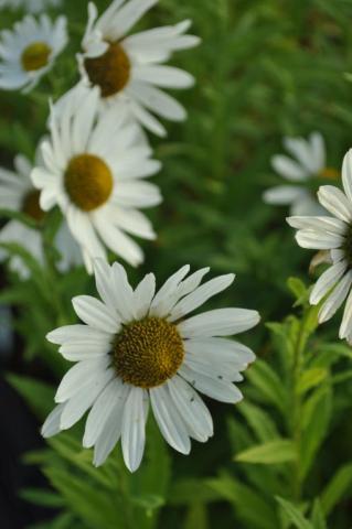 Leucanthemella serotina