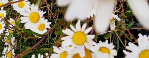 Leucanthemum vulgare