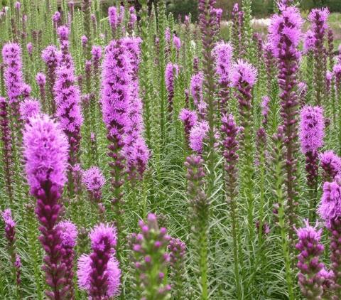 Liatris spicata