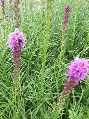 Liatris spicata 'Floristan Violet'