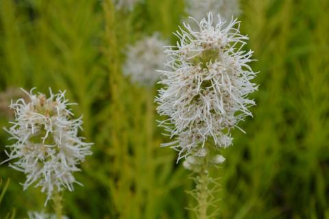 Liatris spicata 'Floristan Wit'