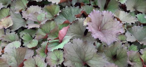 Ligularia dentata 'Desdemona'