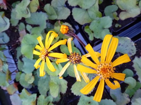 Ligularia dentata 'Othello'