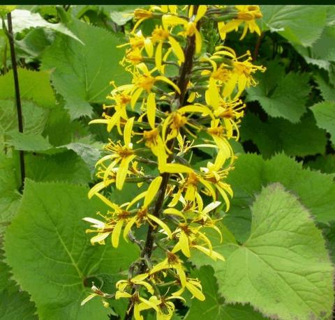 Ligularia stenocephala 'The Rocket'