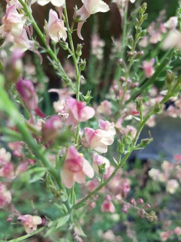 Linaria hybride 'Peachy'