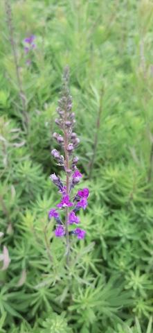 Linaria purpurea