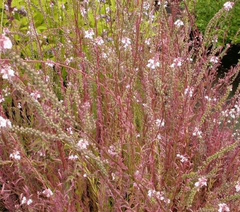 Linaria purpurea 'Canon J.Went'