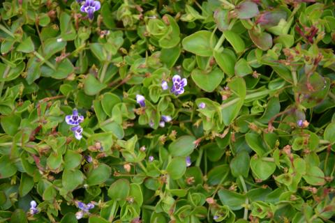 Lindernia grandiflora