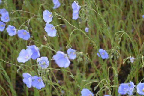 Linum perenne