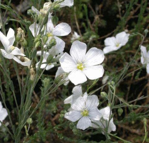 Linum perenne 'Diamant'