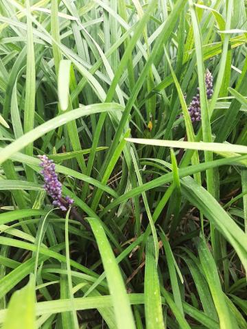 Liriope muscari 'Amethyst'