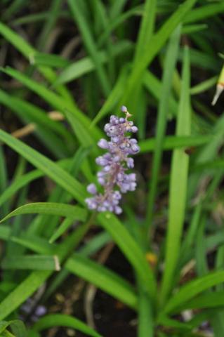 Liriope muscari 'Evergreen Giant'