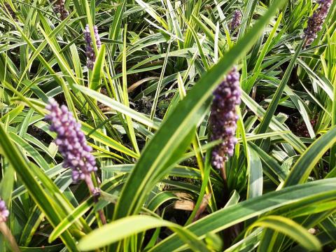 Liriope muscari 'Goldbanded'