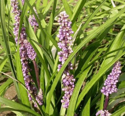 Liriope muscari 'Ingwersen'