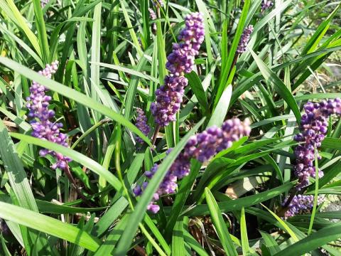 Liriope muscari 'Royal Purple'