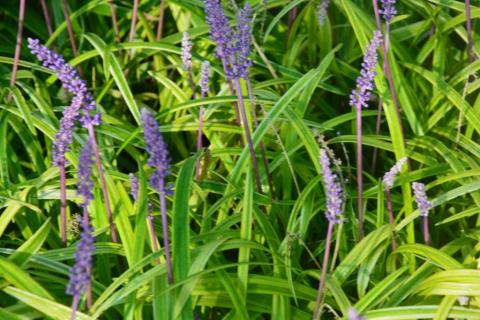 Liriope muscari 'Variegata'