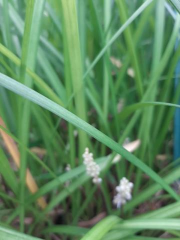 Liriope spicata