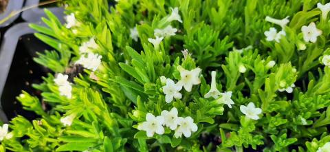 Lithodora diffusa 'Alba'