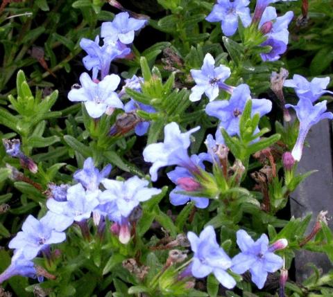 Lithodora diffusa 'Heavenly Blue'