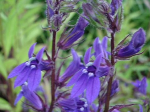 Lobelia gerardii 'Vedrariensis'