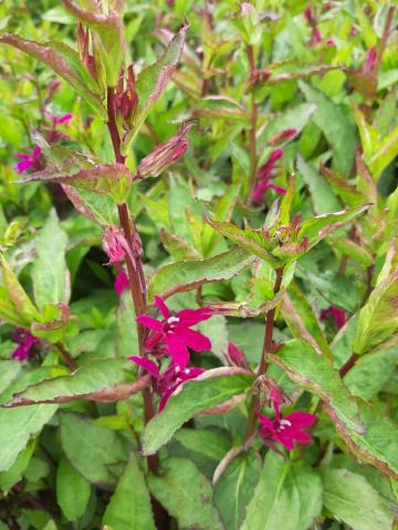 Lobelia hybride 'Tania'