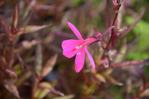 Lobelia speciosa 'Russian Princess'