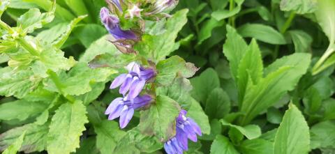 Lobelia siphilitica