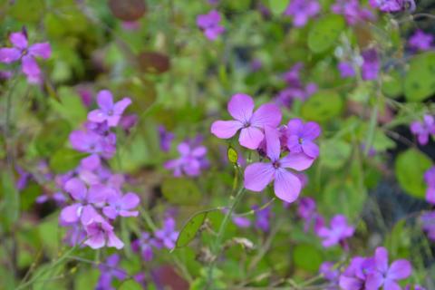 Lunaria annua