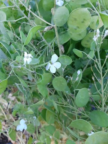 Lunaria annua 'Albiflora'