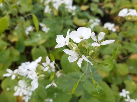 Lunaria annua 'Albiflora'