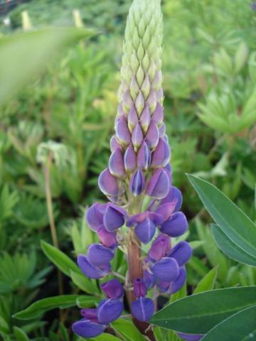 Lupinus 'Gallery Blue'