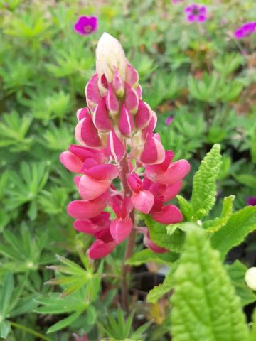 Lupinus 'Gallery Red'