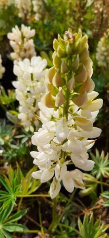 Lupinus Gallery White'