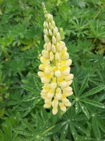 Lupinus 'Chandelier' (Kronleuchter)