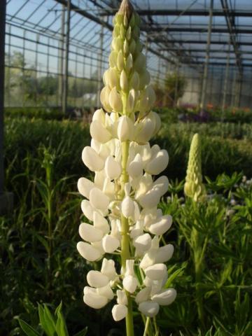 Lupinus 'Noble Maiden' (Fraulein)