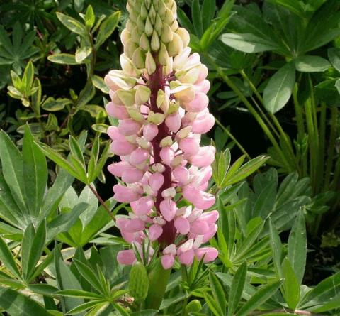 Lupinus 'The Chatelaine' (Schlossfrau)