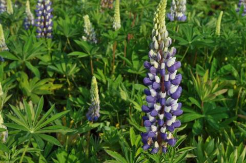 Lupinus 'The Governor' (Kastellan)