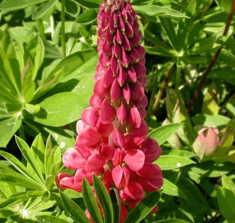 Lupinus 'The Pages' (Edelknabe)