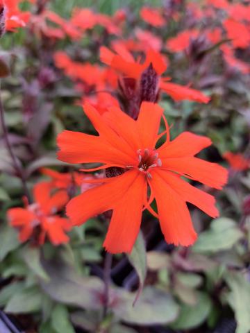Lychnis arkwrightii 'Orange Zwerg'