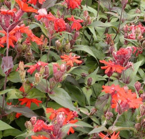 Lychnis arkwrightii 'Vesuvius'